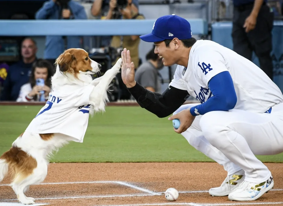 MLB／大谷翔平愛犬「Decoy」最萌開球！直奔本壘擊掌超可愛！